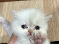 4 tane chinchilla 1 siyah 2 red point 1 turunculu beyazlı