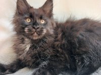 Sadece bu ırkın değerini bilen Ailelere safkan maine coon