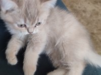 2 AYLIK BRITISH SHORTHAIR YAVRU