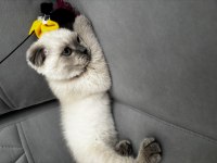Scottish fold blue point 3 aylık kedimiz