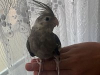 EVCİL PAPAĞANI WHİTE FACE SULTAN PAPAĞANI