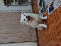 Tonya finosu safkan