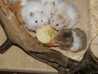 Aynı Gün Adrese Teslim Hamster Yavru ve Setleri