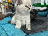 British shorthair yavrularımız teslime hazır