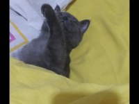 6 aylık yavru sahiplendirilecektir british longhair