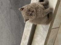 Dünyalar güzeli scottish fold kızımız yuvasını arıyor