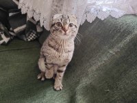 Çok uysal kedimiz aşıları tam ve tuvalet eğitimi var
