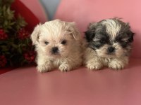 Mini mini shih tzu yavrular sizi bekliyor