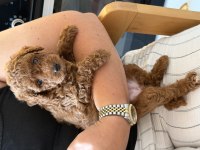 Orjinal Kore Kan Toy Poodle Dişi