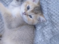 Gold british shorthair yavrumuz rezerveye açılmıştır