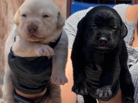 Labrador siyah renk bebekler hazır