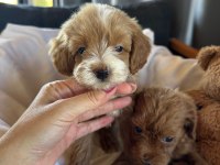 Maltipoo Yavruları