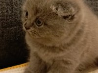 Dişi scottish fold yavrular