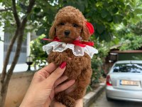 Toy Poodle 2-3 Aylık Yavrular