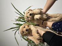 Bebek suratlı golden retriever yavrumuz