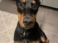Piyasa Sefiri Doberman Çivi Gibi Kulaklar
