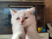 60 günlük british shorthair blue point