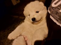 Safkan A kalite samoyed yavrularım