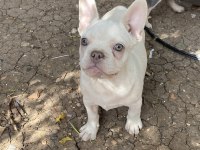 Egzotik french bulldog karma aşıları yapıldı