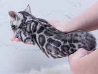 Silver bengal kittens WCF pedigree Ozyfelines