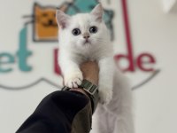 Yasal ruhsatlı çiftlikden british shorthair yavrularımız
