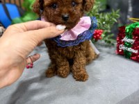 Süslü poodle bebek