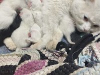 Sütten kesilmemiş yavru kediler ve anne