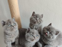 Ayıcık peluş british shorthair yavrular