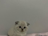 Kısa bacaklı Scottish Fold bebeğimiz