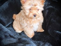 Tea cup exotic yorkshire terrier yavrularımız