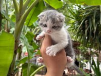 Scottish Fold Yavrularım Yeni Sahibini Bekliyor