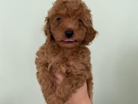 Red Brown Toy Poodle Yavrular