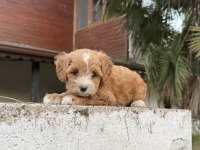 MALTİPOO GÜZELLİĞİ 