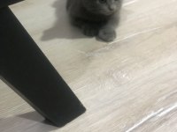 Pofidik bebeğim yeni yuvasını arıyor