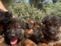 Muhteşem Alman Çoban Köpeği Yavrularımız