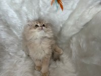 Lilac golden erkek Cy11 british longhair