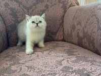 British Shorthair Blue Point