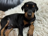 Orjinal doberman yavruları
