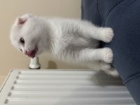 Scottish fold white