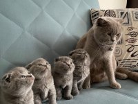 Scottish fold orjinal güzel bebekler