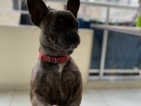 1 yaşında french bulldog dişi