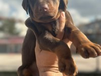 Doberman erkek yavrumuz