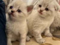 Scottish fold british