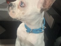 YAKIŞIKLI FRENCH BULLDOG