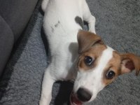 Linda isimli köpeğimiz