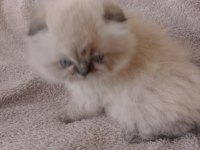 Yakışıklı bir erkek scottish fold