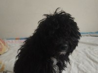 Toy Poodle Köpeğimiz Ücretlidir