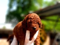 Toy poodle yavrularında son nokta