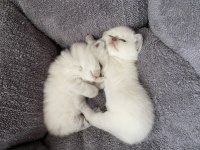 Bal surat british shorthair