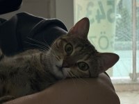KEDİMİZ LOTUS A BİR YUVA ARIYORUZ